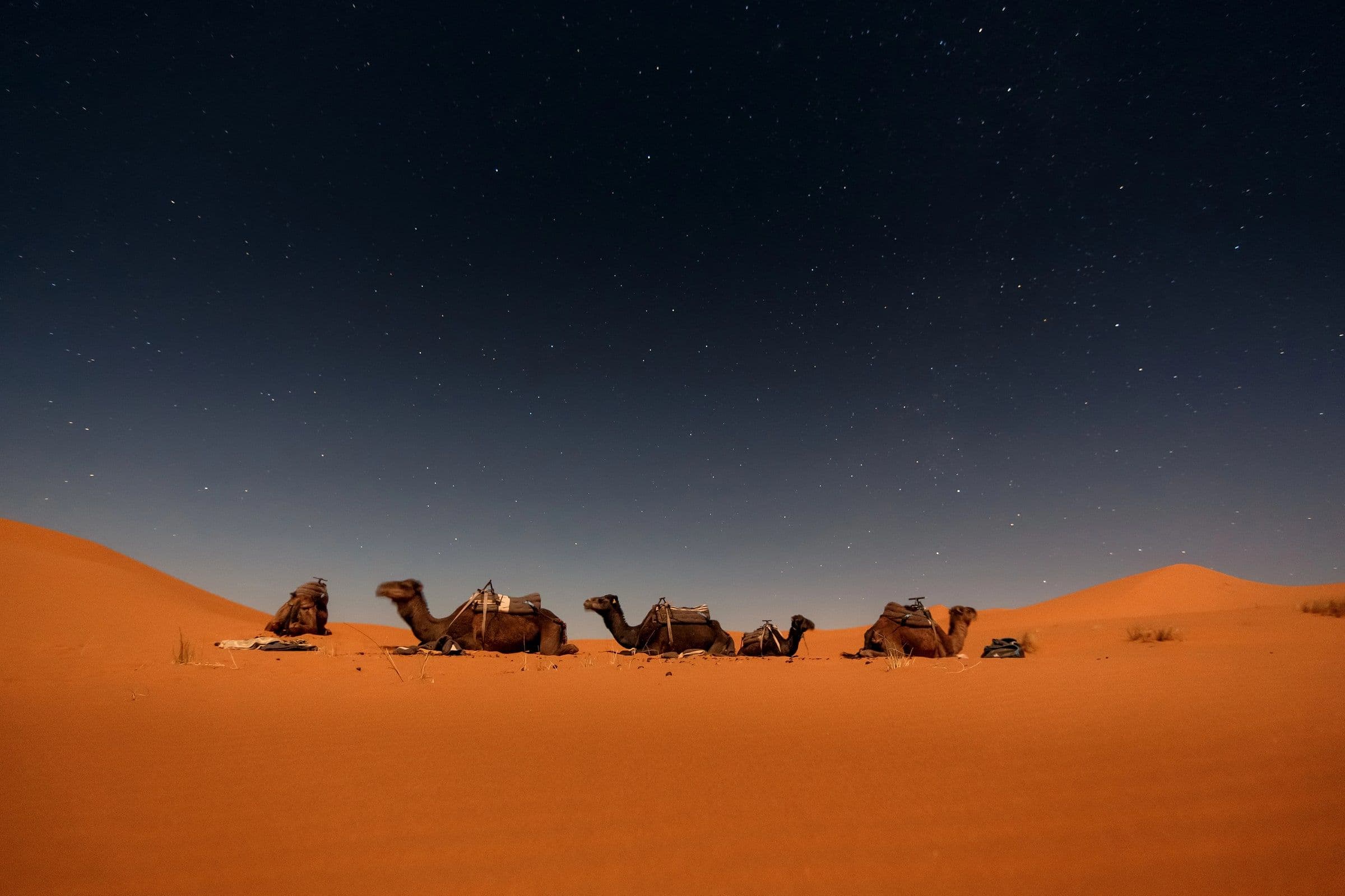Camels in Merzouga dunes