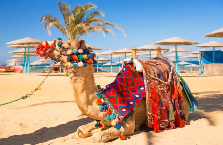 Siwa Oasis in Egypt is a remote desert destination known for palm groves, salt lakes, and unique Saharan culture.